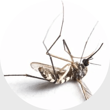 dead mosquito lying on back