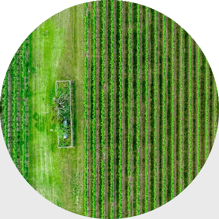 rows of green crops from above